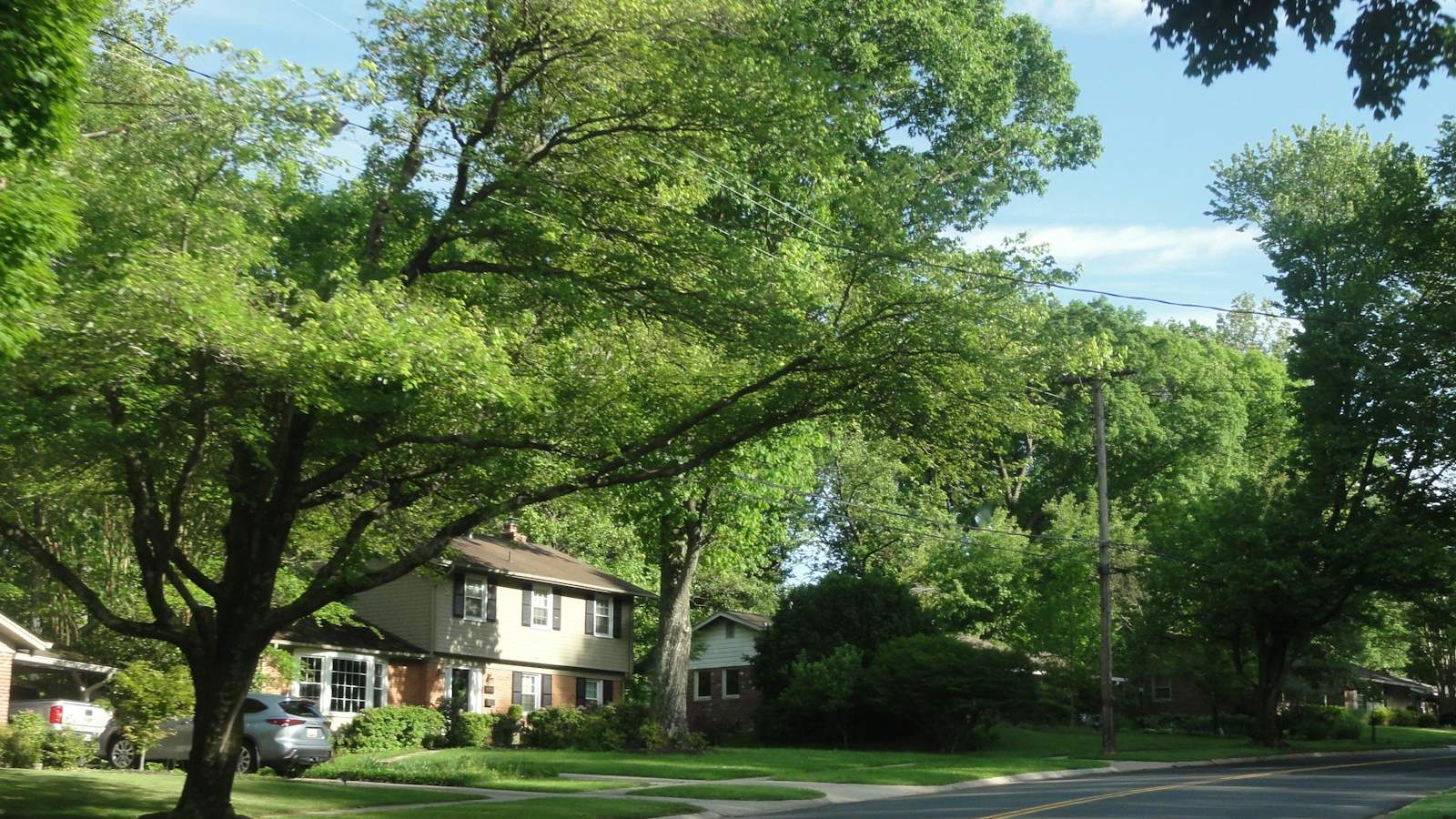 A tree-lined residential street on a sunny day